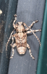 Pterolophia bigibbera