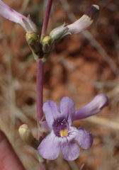 Penstemon fendleri