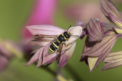Ancistrocerus bustamente