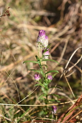 Polygala sanguinea