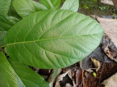 Ficus hispida