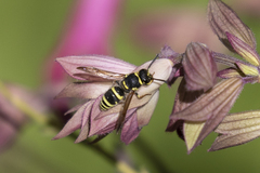 Ancistrocerus bustamente