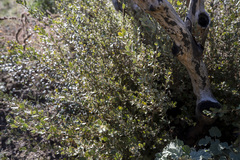 Quercus cornelius-mulleri