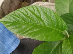 Ficus hispida