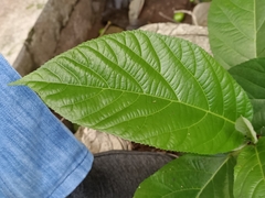 Ficus hispida