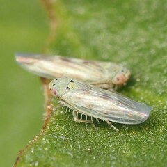 Macrosteles