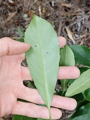 Melicytus macrophyllus