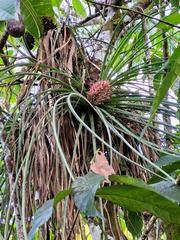 Aechmea longifolia