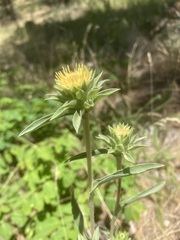 Pyrrocoma carthamoides