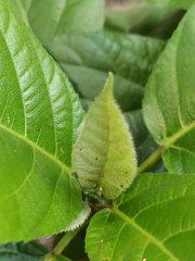 Ficus hispida