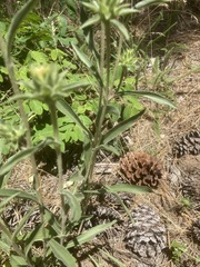 Pyrrocoma carthamoides