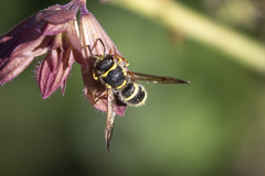 Ancistrocerus bustamente