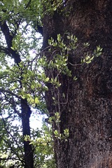 Peraxilla tetrapetala