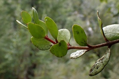 Peraxilla tetrapetala