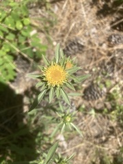 Pyrrocoma carthamoides