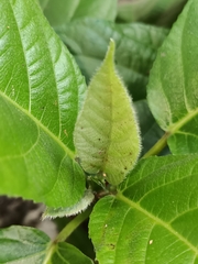 Ficus hispida