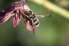 Ancistrocerus bustamente