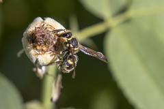 Ancistrocerus bustamente