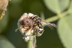 Ancistrocerus bustamente