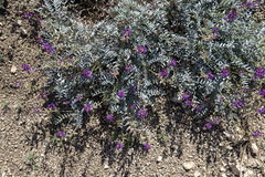 Astragalus palmeri