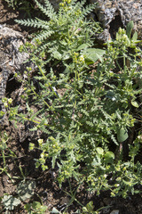 Emmenanthe penduliflora penduliflora