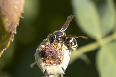 Ancistrocerus bustamente