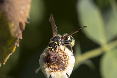 Ancistrocerus bustamente