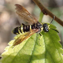 Tenthredo marginella