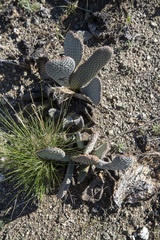 Opuntia basilaris basilaris