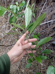 Melicytus macrophyllus