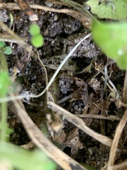 Brachymyrmex obscurior