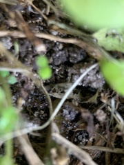 Brachymyrmex obscurior