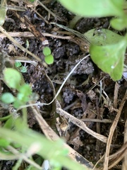 Brachymyrmex obscurior