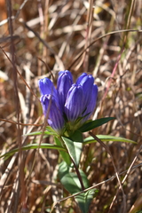 Gentiana saponaria