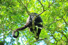 Alouatta pigra