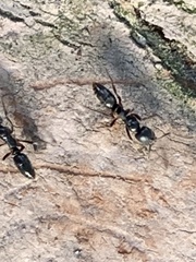 Brachyponera chinensis