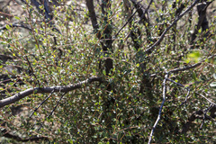 Cercocarpus betuloides