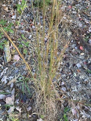 Andropogon gyrans