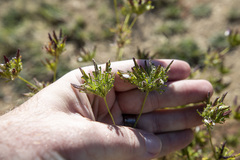 Cordylanthus rigidus setigerus