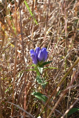 Gentiana saponaria