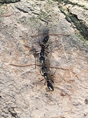 Brachyponera chinensis