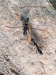 Brachyponera chinensis