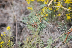 Desmanthus cooleyi