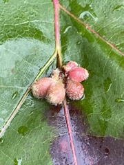 Callirhytis piperoides