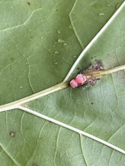 Callirhytis piperoides
