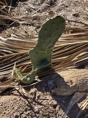 Opuntia gomei