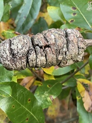 Callirhytis quercuspunctata