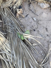 Opuntia gomei