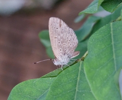 Zizeeria knysna knysna