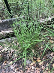 Leersia